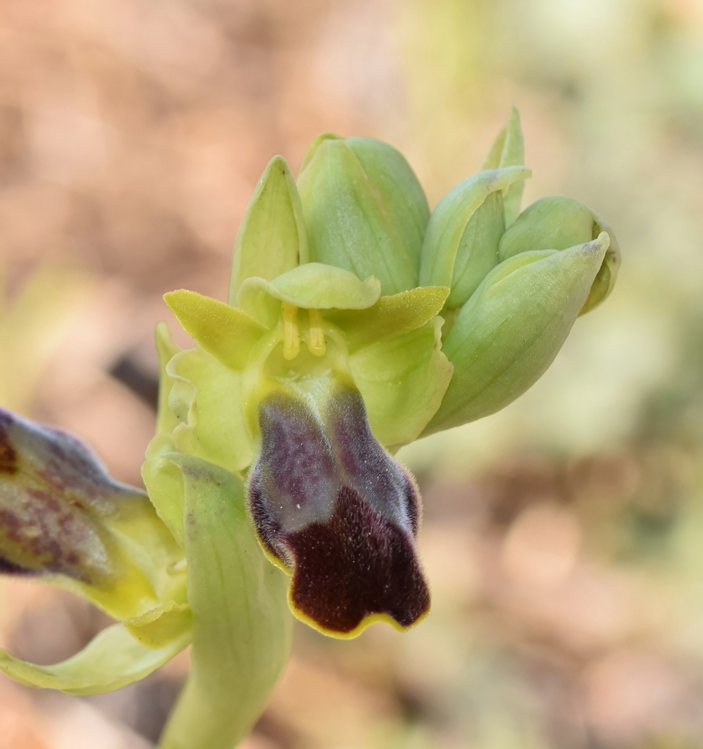 Ophrys forestieri 