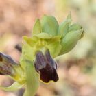 Ophrys forestieri 