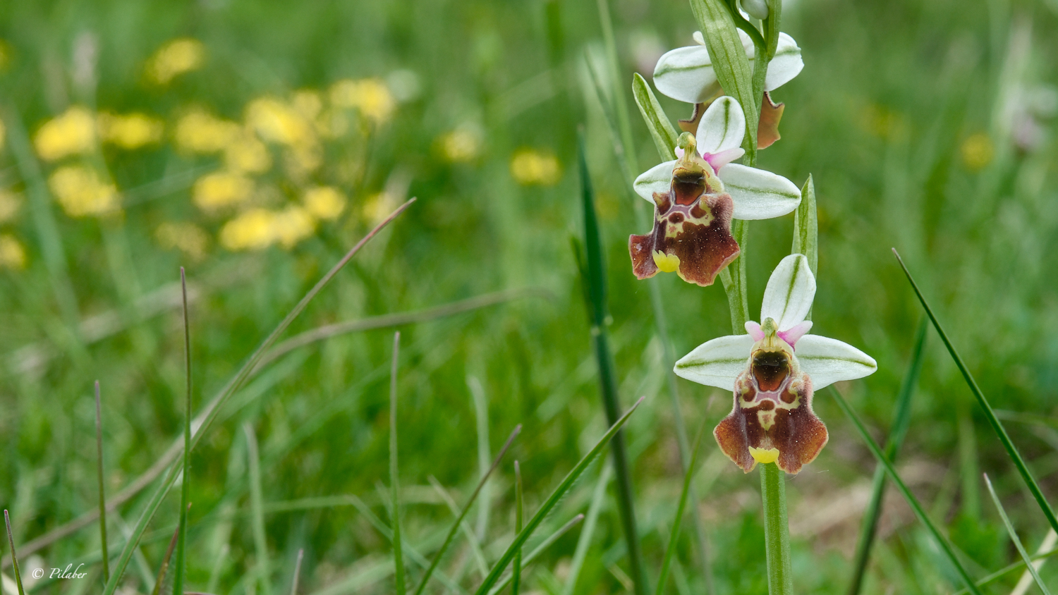 Ophrys fuciflora