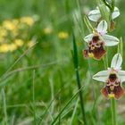 Ophrys fuciflora