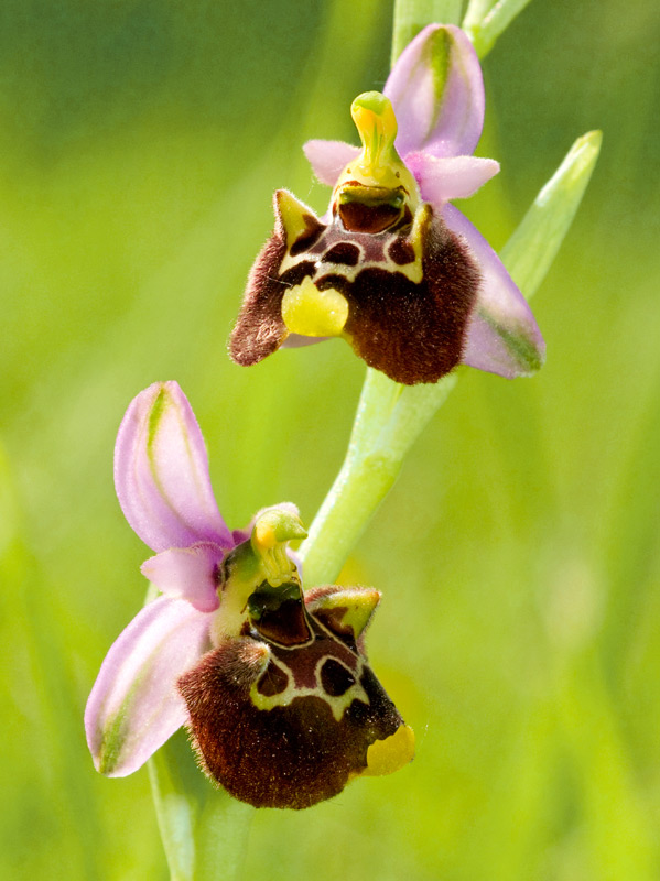 Ophrys fuciflora