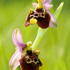 Ophrys fuciflora