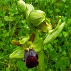   ophrys funèbre