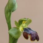Ophrys Fusca
