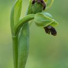 Ophrys fusca 