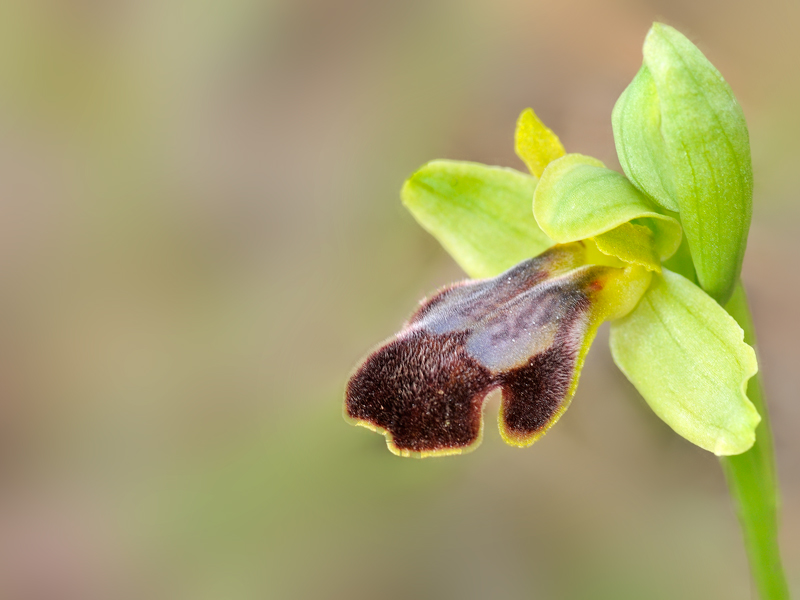 Ophrys Fusca