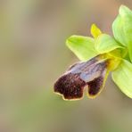 Ophrys Fusca