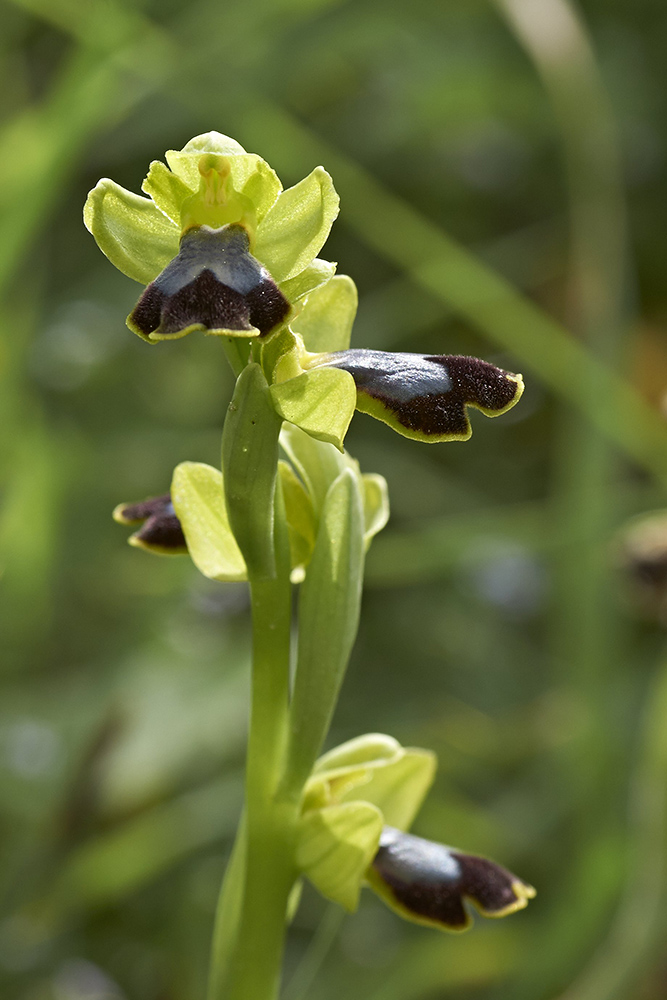 Ophrys fusca (Rotbraune Ragwurz)