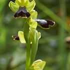 Ophrys fusca (Rotbraune Ragwurz)