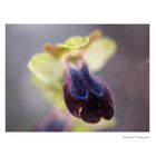 Ophrys fusca ssp. iricolor,