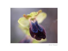 Ophrys fusca ssp. iricolor,