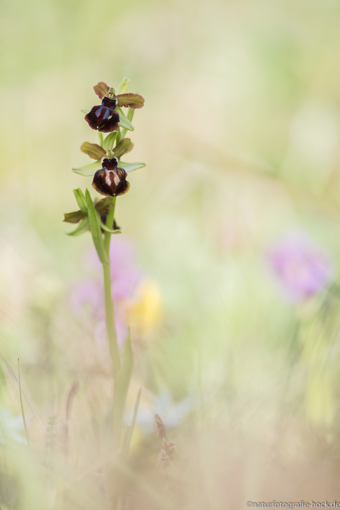 ~ Ophrys garganica ~