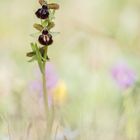 ~ Ophrys garganica ~