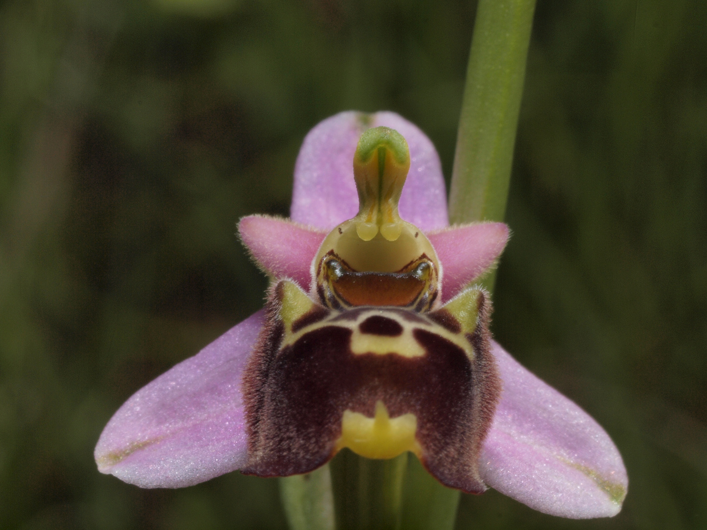 ophrys gresivaudanica