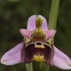 ophrys gresivaudanica