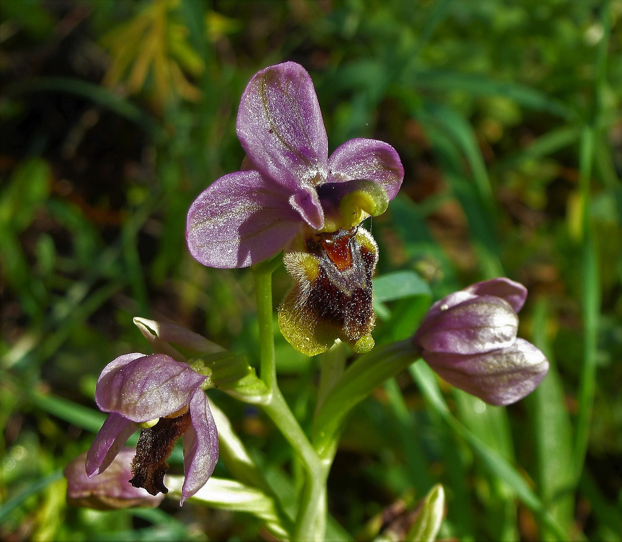 Ophrys guêpe