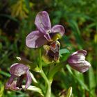 Ophrys guêpe