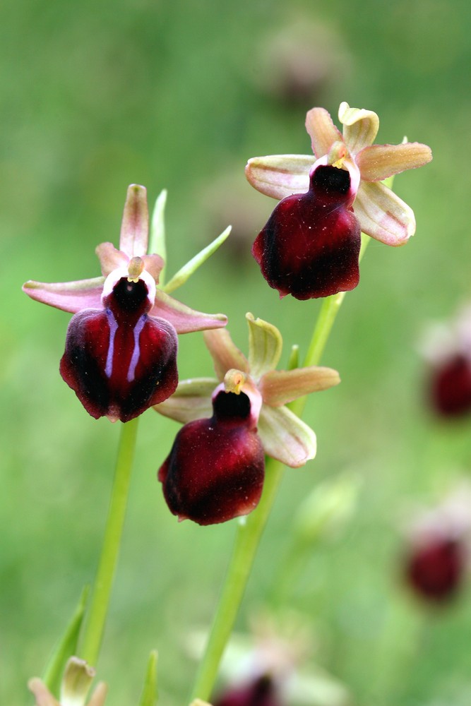 Ophrys helenae x mammosa mit Elter O. mammosa