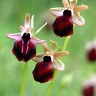 Ophrys helenae x mammosa mit Elter O. mammosa