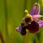 Ophrys holoserica