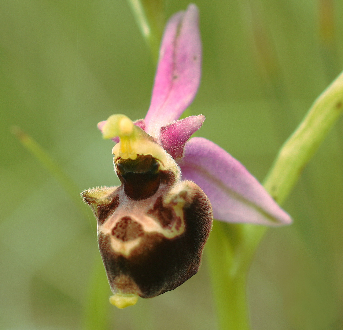 Ophrys Holoserica  Orchidee