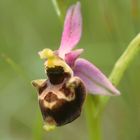 Ophrys Holoserica  Orchidee