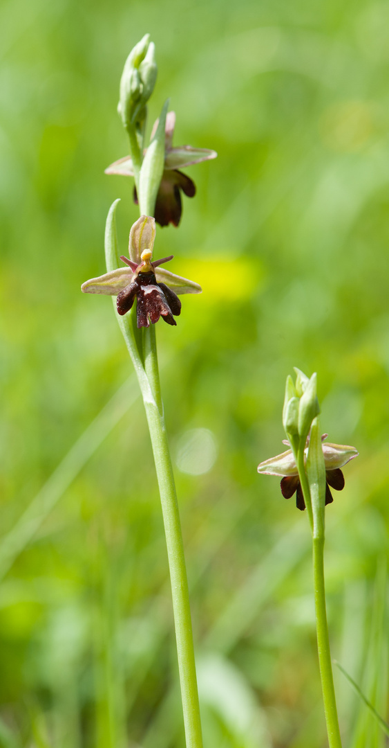 Ophrys holoserica x O. insectifera ?