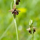 Ophrys holoserica x O. insectifera ?