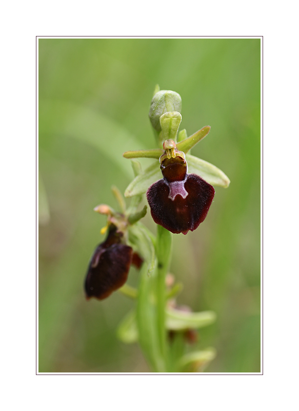 Ophrys holoserica x sphegodes müßte es sein