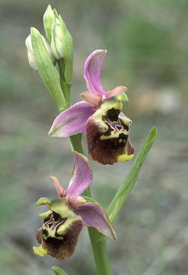 Ophrys holosericea