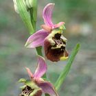 Ophrys holosericea
