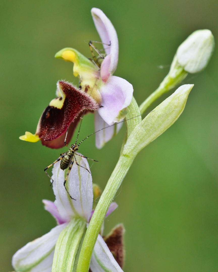 Ophrys holosericea con ospiti