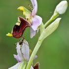 Ophrys holosericea con ospiti