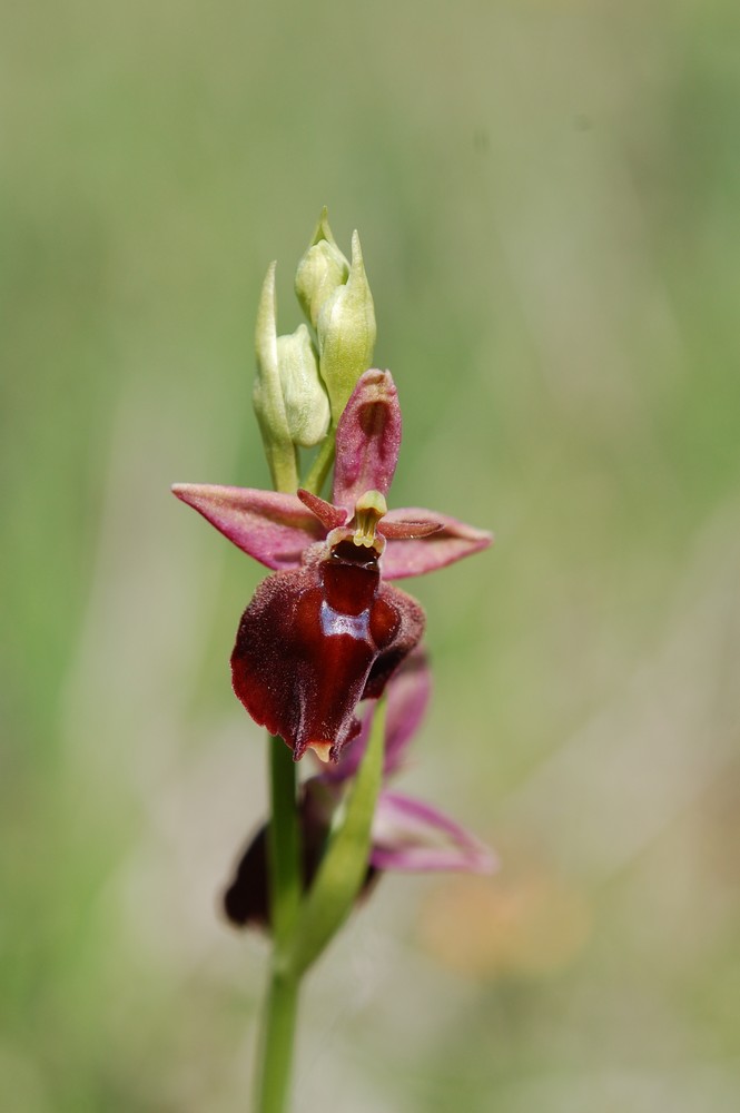 Ophrys holosericea+O.insectifera - Göttingen
