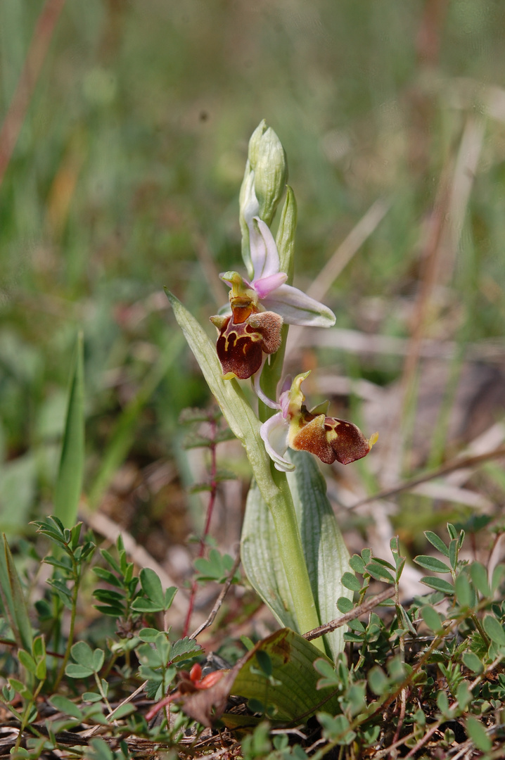 Ophrys Hybride mit Beteiligung ausländischer Ophrys in Hessen 23.5.10