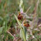 Ophrys Hybride mit Beteiligung ausländischer Ophrys in Hessen 23.5.10