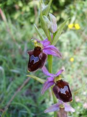 Ophrys-Hybriden in Hessen 2008