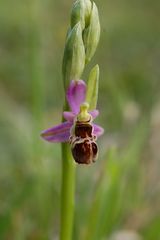 Ophrys-Hybriden-Osthessen