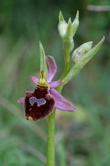 Ophrys -Hybriden-Osthessen