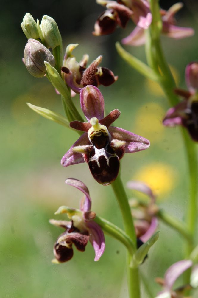 Ophrys Hybridpopulation mit Beteiligung ausländischer Ragwurze/Unstrut 3.6.10