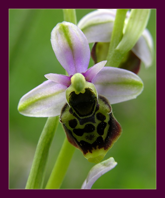 Ophrys I ( Ragwurz )