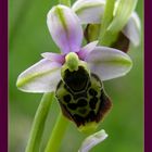 Ophrys I ( Ragwurz )