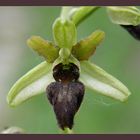 Ophrys II ( Ragwurz )