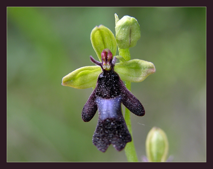 Ophrys III ( Ragwurz )