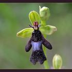 Ophrys III ( Ragwurz )