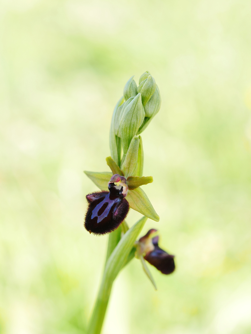 Ophrys incubacea, Schwarze Ragwurz