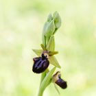 Ophrys incubacea, Schwarze Ragwurz