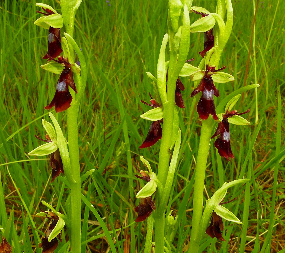 Ophrys insectifera