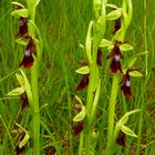 Ophrys insectifera