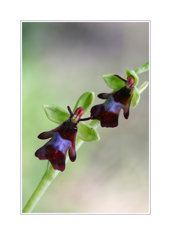 Ophrys insectifera 2